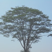 Falcataria falcata (L.) Greuter & R.Rankin